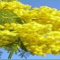 Per la Festa della donna regala una mimosa