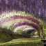 Wisteria Tunnel in Giappone