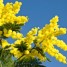 Regalare la mimosa per la festa della donna